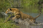 wildlife;Siberian-Tiger;Tiger;Panthera-tigris-altaica;Grass;Water;Running;Montana;AOM