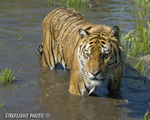 wildlife;Siberian-Tiger;Tiger;Panthera-tigris-altaica;Grass;Pond;Grass;Montana;AOM
