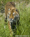 wildlife;Siberian-Tiger;Tiger;Panthera-tigris-altaica;Grass;Montana;AOM