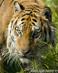 wildlife;Siberian-Tiger;Tiger;Panthera-tigris-altaica;Grass;Head-Shot;Montana;AOM