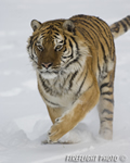 wildlife;Siberian-Tiger;Tiger;Panthera-tigris-altaica;Snow;Running;Montana;AOM