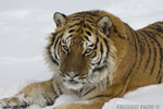 wildlife;Siberian-Tiger;Tiger;Panthera-tigris-altaica;Snow;Head-Shot;Montana;AOM