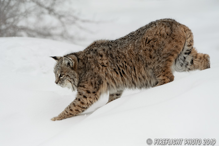 wildlife;Cat;Bobcat;Canis Lupus;snow;tree;New Hampshire;NH;D5;2018