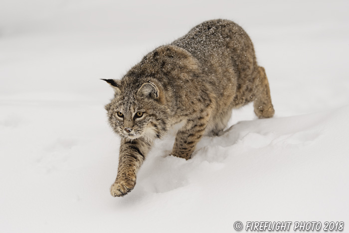 wildlife;bobcat;Lynx rufus;wild cat;feline;Wyoming;WY;snow;cat