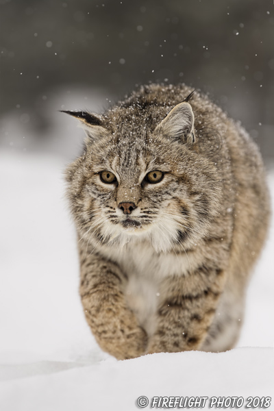 wildlife;bobcat;Lynx rufus;wild cat;feline;Wyoming;WY;snow;cat