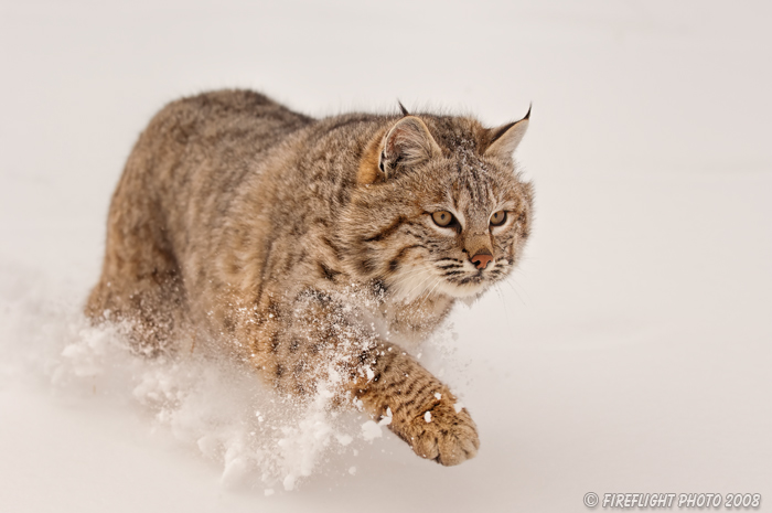 wildlife;bobcat;Lynx rufus;wild cat;feline;Montana;snow;cat