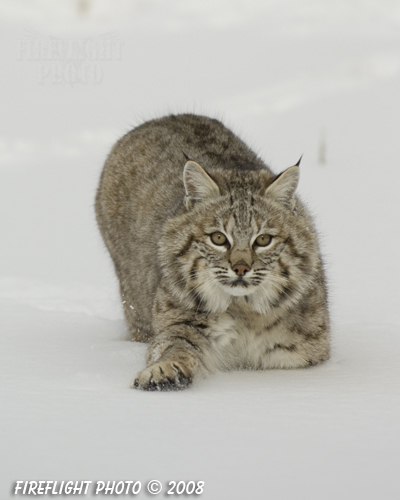 wildlife;bobcat;Lynx rufus;wild cat;feline;Montana;snow;cat