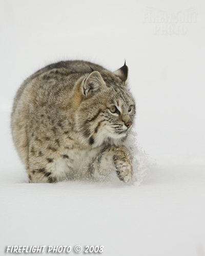 wildlife;bobcat;Lynx rufus;wild cat;feline;Montana;snow;cat