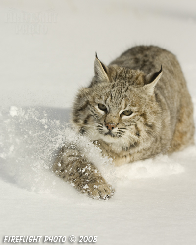 wildlife;bobcat;Lynx rufus;wild cat;feline;Montana;snow;cat