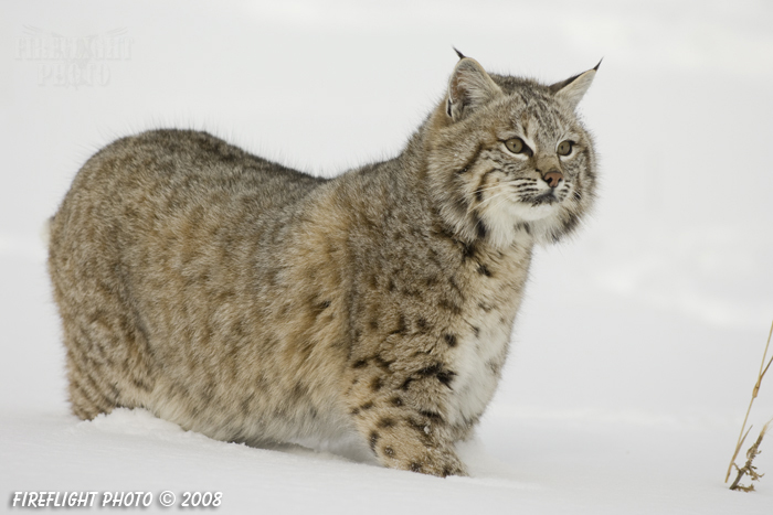 wildlife;bobcat;Lynx rufus;wild cat;feline;Montana;snow;cat