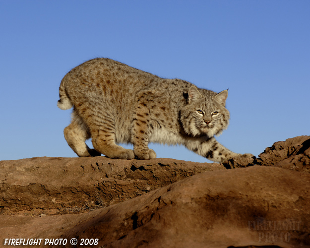 wildlife;bobcat;Lynx rufus;wild cat;feline;UTAH;Moab;red rock;cat