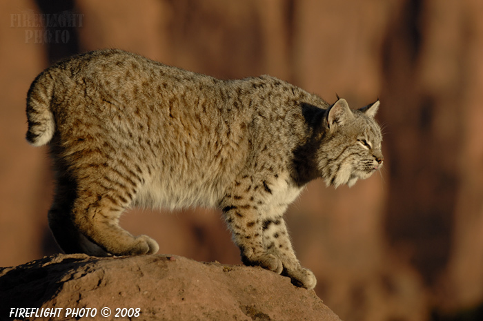 wildlife;bobcat;Lynx rufus;wild cat;feline;UTAH;Moab;red rock;cat