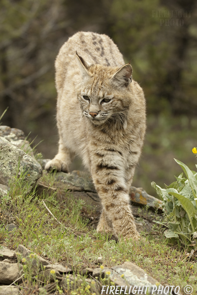 wildlife;bobcat;Lynx rufus;wild cat;feline;Montana