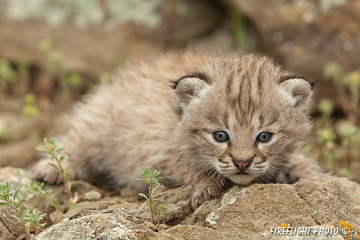 wildlife;bobcat;Lynx rufus;wild cat;feline;Montana;kitten;head shot;AOM