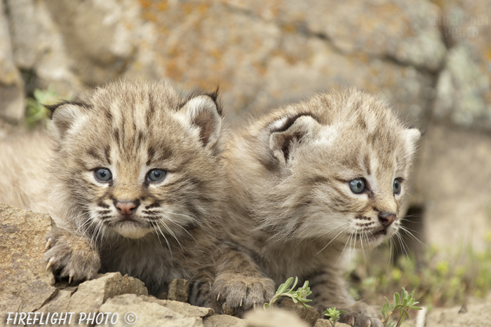 wildlife;bobcat;Lynx rufus;wild cat;feline;Montana;kitten;head shot