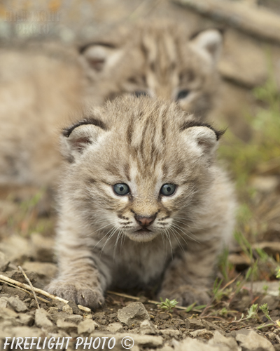 wildlife;bobcat;Lynx rufus;wild cat;feline;Montana;kitten