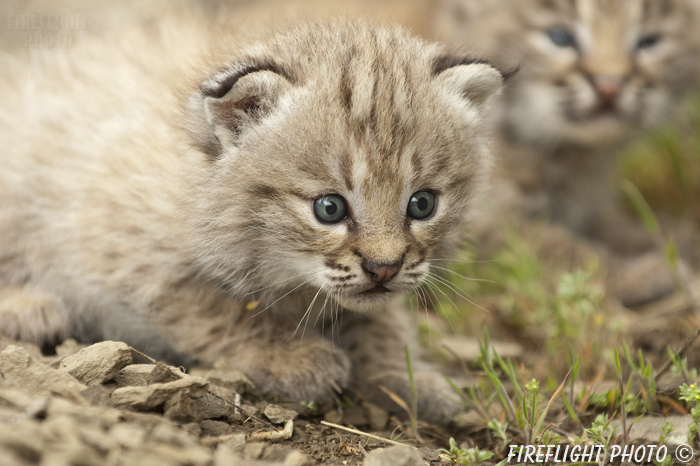 wildlife;bobcat;Lynx rufus;wild cat;feline;Montana;kitten;Head Shot
