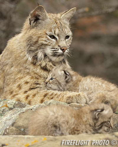 wildlife;bobcat;Lynx rufus;wild cat;feline;Montana;kitten