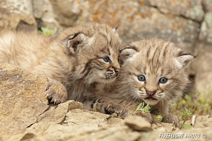 wildlife;bobcat;Lynx rufus;wild cat;feline;Montana;kitten;head shot;AOM