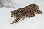 wildlife;Cat;Bobcat;Canis-Lupus;snow;tree;New-Hampshire;NH;D5;2018