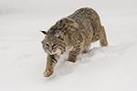 wildlife;bobcat;Lynx-rufus;wild-cat;feline;Wyoming;WY;snow;cat
