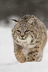 wildlife;bobcat;Lynx-rufus;wild-cat;feline;Wyoming;WY;snow;cat