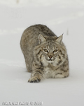 wildlife;bobcat;Lynx-rufus;wild-cat;feline;Montana;snow;cat