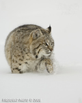 wildlife;bobcat;Lynx-rufus;wild-cat;feline;Montana;snow;cat