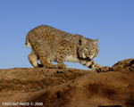 wildlife;bobcat;Lynx-rufus;wild-cat;feline;UTAH;Moab;red-rock;cat