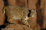 wildlife;bobcat;Lynx-rufus;wild-cat;feline;UTAH;Moab;red-rock;cat