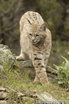 wildlife;bobcat;Lynx-rufus;wild-cat;feline;Montana