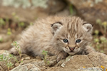 wildlife;bobcat;Lynx-rufus;wild-cat;feline;Montana;kitten;head-shot;AOM