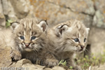 wildlife;bobcat;Lynx-rufus;wild-cat;feline;Montana;kitten;head-shot
