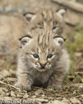 wildlife;bobcat;Lynx-rufus;wild-cat;feline;Montana;kitten