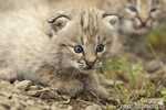 wildlife;bobcat;Lynx-rufus;wild-cat;feline;Montana;kitten;Head-Shot