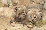 wildlife;bobcat;Lynx-rufus;wild-cat;feline;Montana;kitten;head-shot;AOM