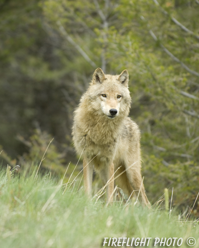 wildlife;Wolf;Wolves;Canis lupus;Gray Wolf;Timber Wolf;Montana;AOM