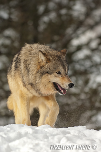 wildlife;Wolf;Wolves;Canis lupus;Gray Wolf;Timber Wolf;Montana;AOM
