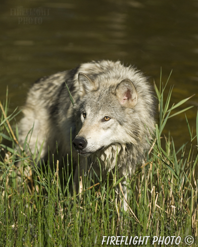 wildlife;Wolf;Wolves;Canis lupus;Gray Wolf;Timber Wolf;Montana;DDD;Pond;Grass