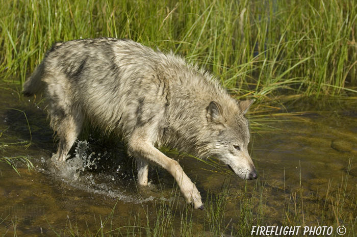 wildlife;Wolf;Wolves;Canis lupus;Gray Wolf;Timber Wolf;Montana;DDD;Creek;Grass