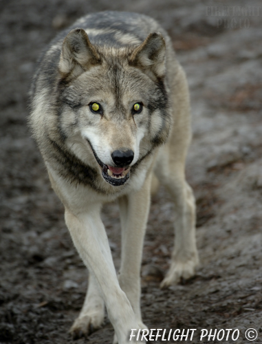 wildlife;Wolf;Wolves;Canis lupus;Gray Wolf;Timber Wolf;Canada;Glowing Eyes