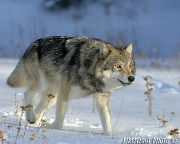 wildlife;Wolf;Wolves;Canis lupus;Gray Wolf;Timber Wolf;MOAB;UTAH;AOM;Snow