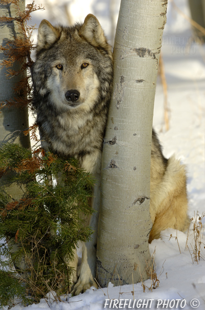 wildlife;Wolf;Wolves;Canis lupus;Gray Wolf;Timber Wolf;MOAB;UTAH;AOM;Snow;Aspen Trees
