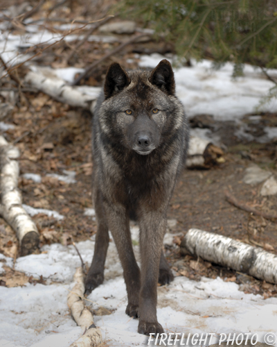 wildlife;Wolf;Wolves;Canis lupus;Gray Wolf;Timber Wolf;New Jersey;Lakota Wolf Preserve;Snow