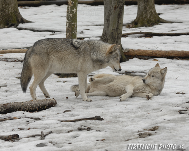 wildlife;Wolf;Wolves;Canis lupus;Gray Wolf;Timber Wolf;New Jersey;Lakota Wolf Preserve;Snow;Dominance