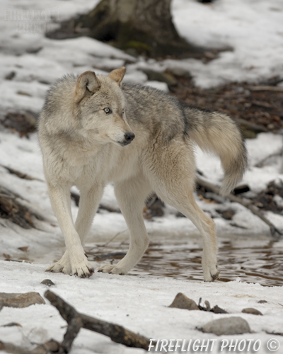 wildlife;Wolf;Wolves;Canis lupus;Gray Wolf;Timber Wolf;New Jersey;Lakota Wolf Preserve;Intense;Snow