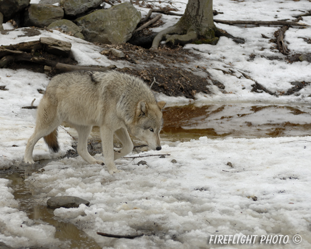 wildlife;Wolf;Wolves;Canis lupus;Gray Wolf;Timber Wolf;New Jersey;Lakota Wolf Preserve;Intense;Snow