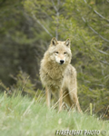 wildlife;Wolf;Wolves;Canis-lupus;Gray-Wolf;Timber-Wolf;Montana;AOM