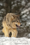 wildlife;Wolf;Wolves;Canis-lupus;Gray-Wolf;Timber-Wolf;Montana;AOM