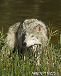 wildlife;Wolf;Wolves;Canis-lupus;Gray-Wolf;Timber-Wolf;Montana;DDD;Pond;Grass